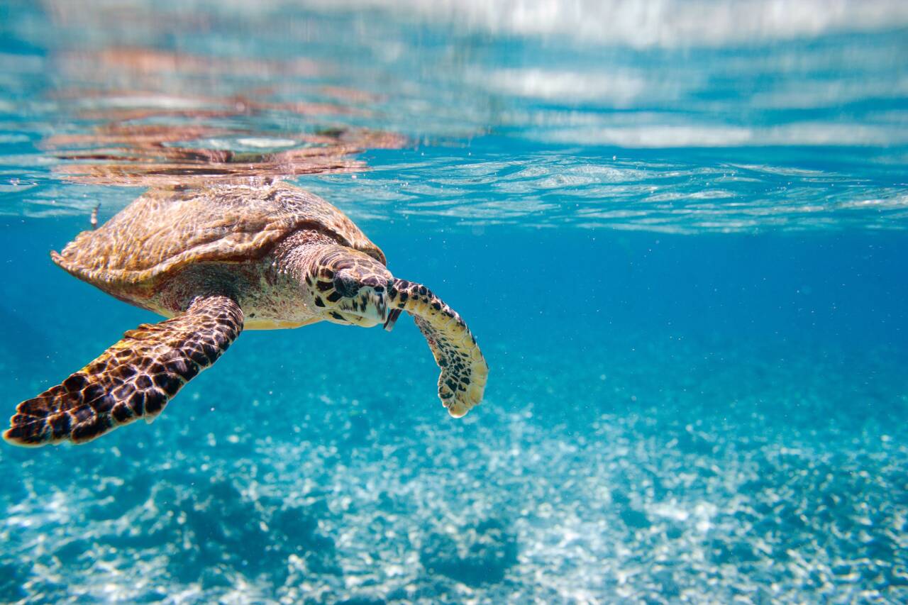 Top Sailing Charter Destinations to Swim With Sea Turtles